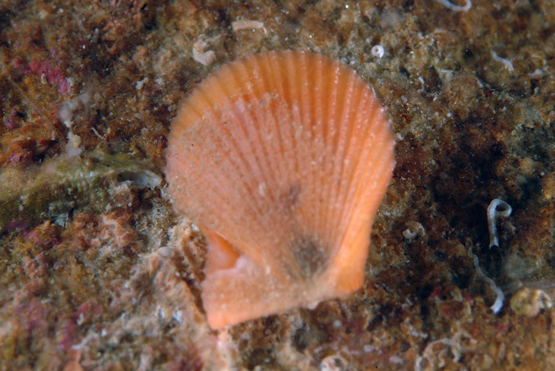 Chalmys multistriata